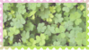 clovers